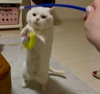 オモチャが取れても猫ちゃんの表情は変わらない！　取れても取れなくても安定の眉間にシワ　真剣さが可愛い