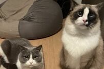 ボードゲーム中に起きた「巨猫による天変地異」　思わず笑ってしまう暴れっぷりに「容赦ない！」