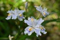 日陰の庭で【節約ガーデニング】1株でも一年中美しい！植えっぱなしで大きく育つ常緑多年草3選