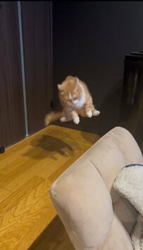 「見事なジャンプ」猫ちゃんが見せた突然の”大ジャンプ”にSNS中が虜に「可愛い」「ビックリ」