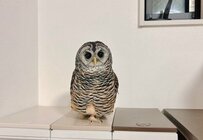 【今日はここ】気に入った場所を移動するフクロウさん　意外な場所を好む姿に思わず二度見！