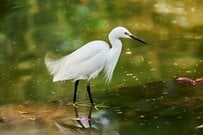 空飛ぶ「コサギとザリガニ」のツーショット写真に強烈な違和感　「食物連鎖が逆になった？」光景が話題