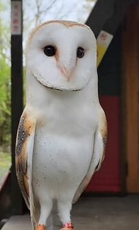 【実は…なフクロウ】大人気な動画と実は同じ種類と告白するメンフクロウにSNSで驚きの声！