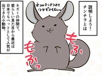 猫でもうさぎでもないモフモフ、「チンチラ」ってなぁに？【チンチライフ1話】