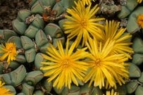 【ガーデニング】冬にグングン生長する「冬型の多肉植物」おすすめ4選！ユニークでカワイイ多肉たち