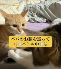 【飼い主の膝が戦場に！】猫ちゃん達のガチバトル！まさかのラストに衝撃