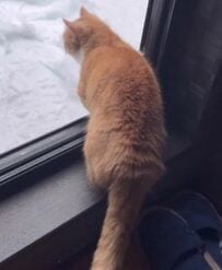 窓辺で雪を眺める猫　外に出るのかと思いきや…？まさかの行動に癒される「怖いんだ」