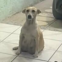 大きなお腹を抱えて民家の玄関に…妊娠9週目の母犬を保護、8匹の仔犬たちのその後に感動広がる
