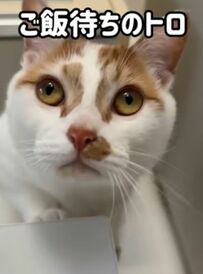 「必死で我慢してる」文句を言いながらごはんを待つ猫ちゃんにSNSユーザーが爆笑