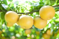 10月と12月で今年あと2回支給！【年金生活者支援給付金】9月にハガキが届いたら新たな支給対象者？申請方法とは？ 