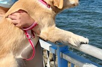 Twitterで話題の、険しい表情の犬