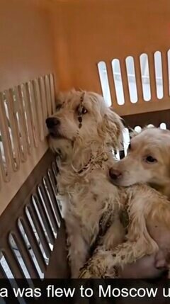 【保護犬】毛玉だらけで怯えていた犬が、本当の家族と出会い幸せをつかむまでの軌跡