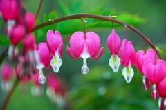 日陰の庭に「植えてよかった」春の花8選！《植えっぱなし》で毎年美しい花が咲く多年草