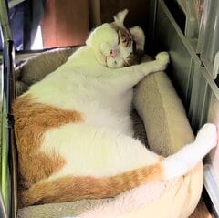「てへ」ぷっくりマズルと糸目に胸キュン…茶白猫の寝顔が可愛い！