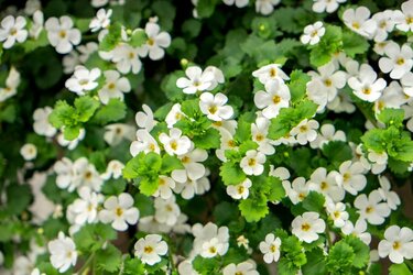 ガーデニング】ホワイト✕グリーンのコントラストが素敵！白花が