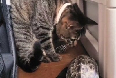 床下調査中の猫の小雪ちゃんと亀の軍曹くん