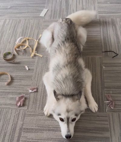 投稿の画像