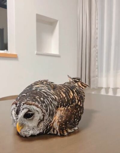 投稿動画のワンシーン