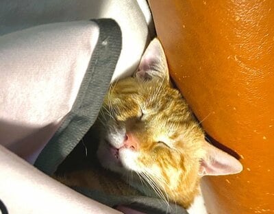 気持ちよさそうに眠るリチャードくん