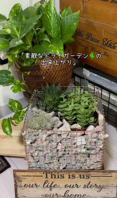 完成した「ドライガーデン」
