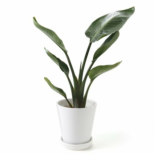 オーガスタ 白丸鉢入り