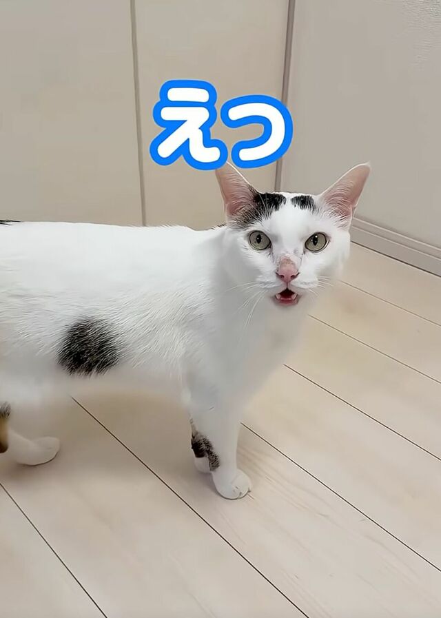 兄妹猫ちゃんが荒ぶってキャットホイールを爆走！予想外の走りっぷりに飼い主さんも驚き