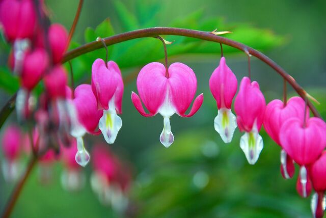 日陰の庭に「植えてよかった」春の花8選！《植えっぱなし》で毎年美しい花が咲く多年草