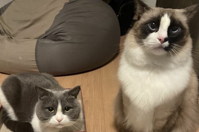 ボードゲーム中に起きた「巨猫による天変地異」　思わず笑ってしまう暴れっぷりに「容赦ない！」