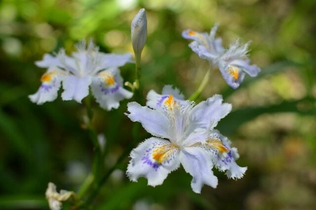 日陰の庭で【節約ガーデニング】1株でも一年中美しい！植えっぱなしで大きく育つ常緑多年草3選