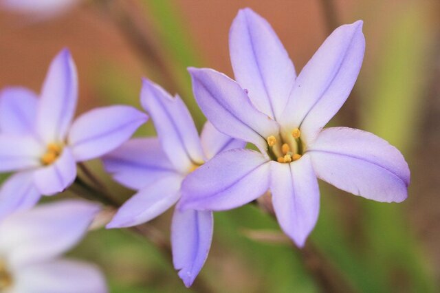 植えてよかった！長年植えっぱなしで《早春の日なた＆日陰の庭》を彩る花・常緑カラーリーフ6選