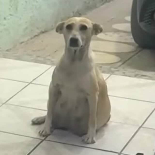 大きなお腹を抱えて民家の玄関に…妊娠9週目の母犬を保護、8匹の仔犬たちのその後に感動広がる