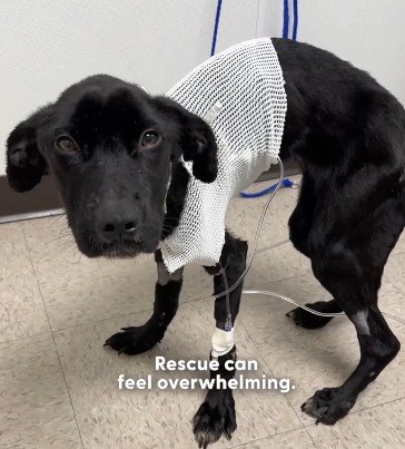 わずか5.4kgの保護犬。極度の衰弱状態から「体力と幸せ」を取り戻した様子に心が温まる
