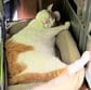 「てへ」ぷっくりマズルと糸目に胸キュン…茶白猫の寝顔が可愛い！