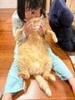 寝る前にたっぷり猫吸い「6歳の子」にほっぺを包まれて目を細める大きな茶トラ猫　されるがままの姿がたまらない