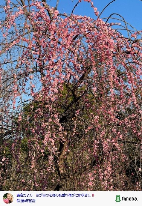 出所：假屋崎省吾の公式ブログ　参照日：2026年2月20日