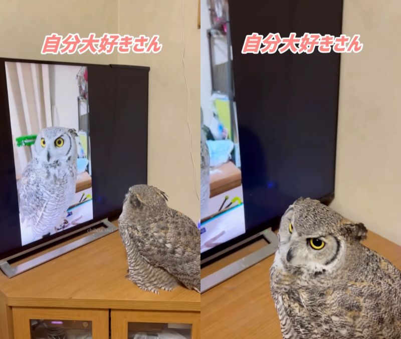 出所：@chibita_owl