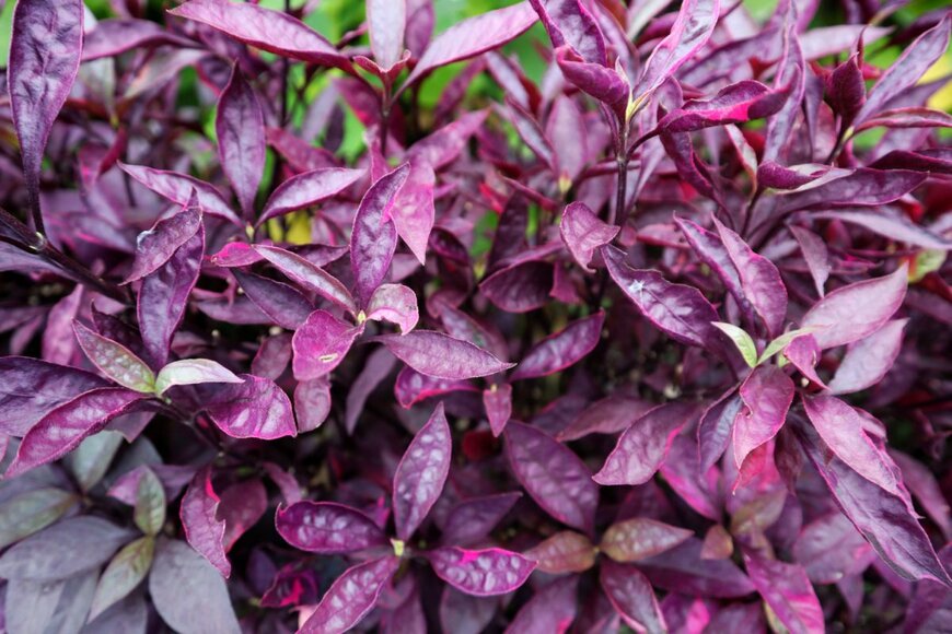 Kojan Picture/shutterstock.com