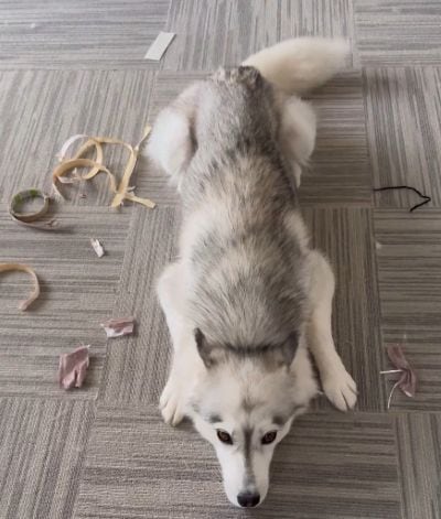 出所：@Livewithhusky