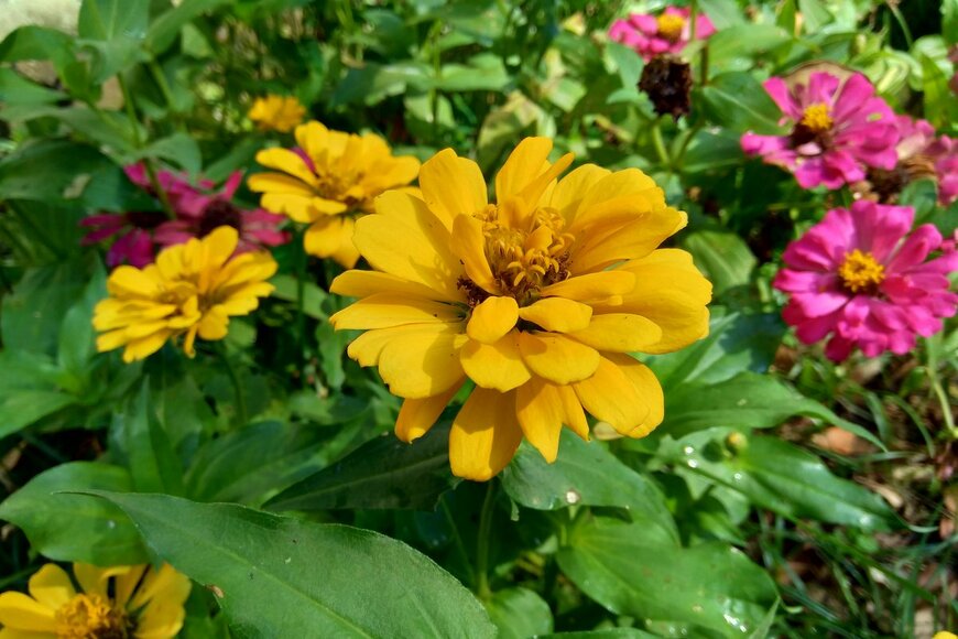 Mang Kelin/Shutterstock.com