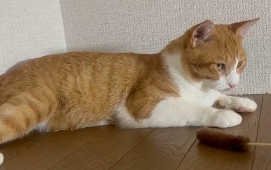 出所：@Neko2Obasan