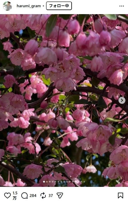 出所：栗原はるみのInstagram（＠harumi_gram）　参照日：2026年4月3日