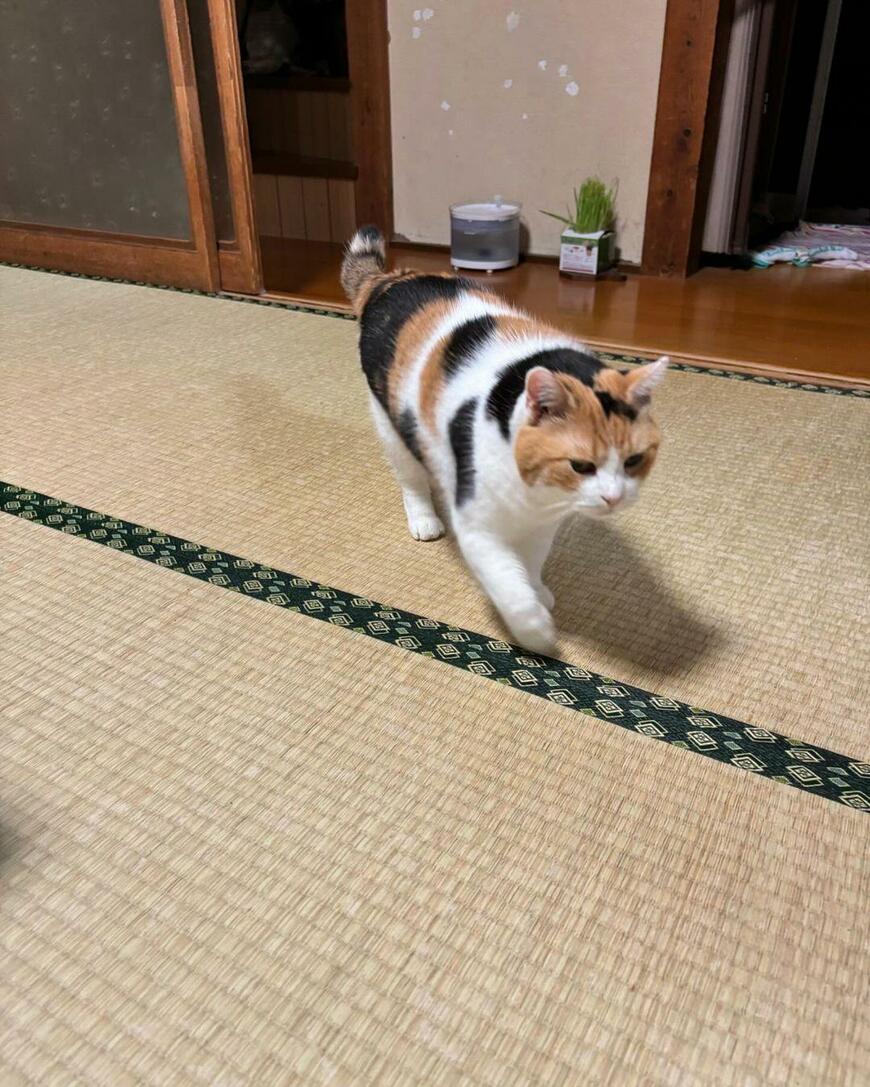 ピカピカの机に座った猫の姿をよく見ると　思わぬ「逆さ富士」？にSNS沸騰！