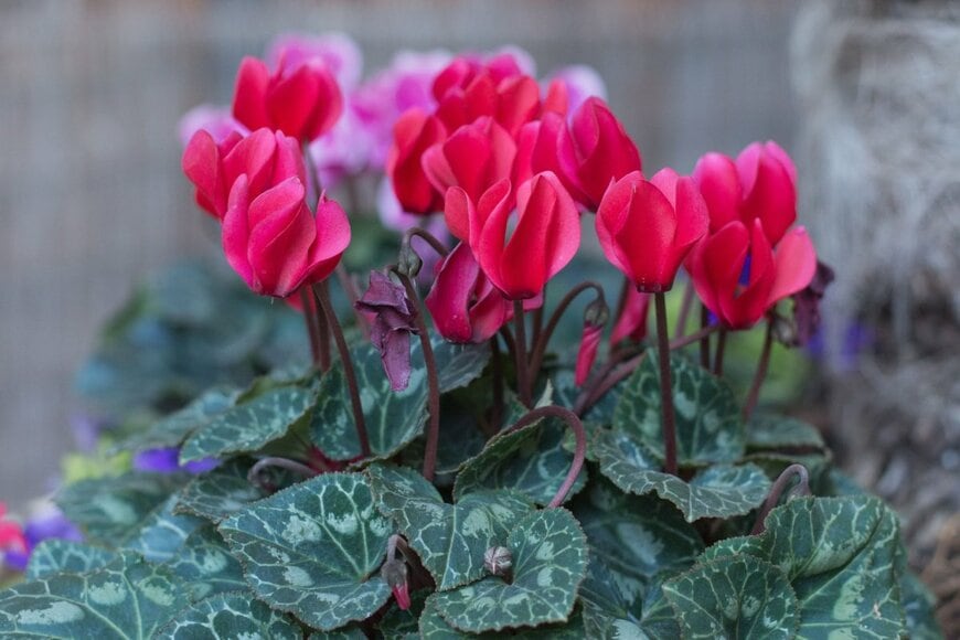 Shlomit Koslowe/shutterstock.com