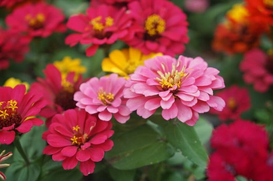 Vachi99/shutterstock.com