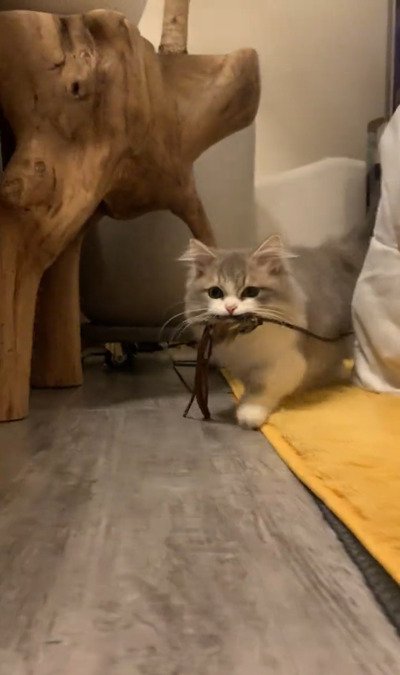 出所：＠maguro_hokke