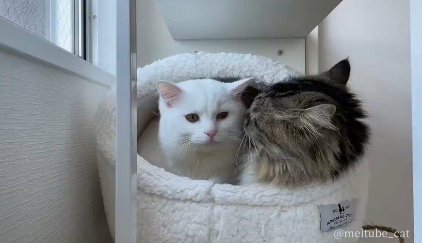 出所：@meltube_cat