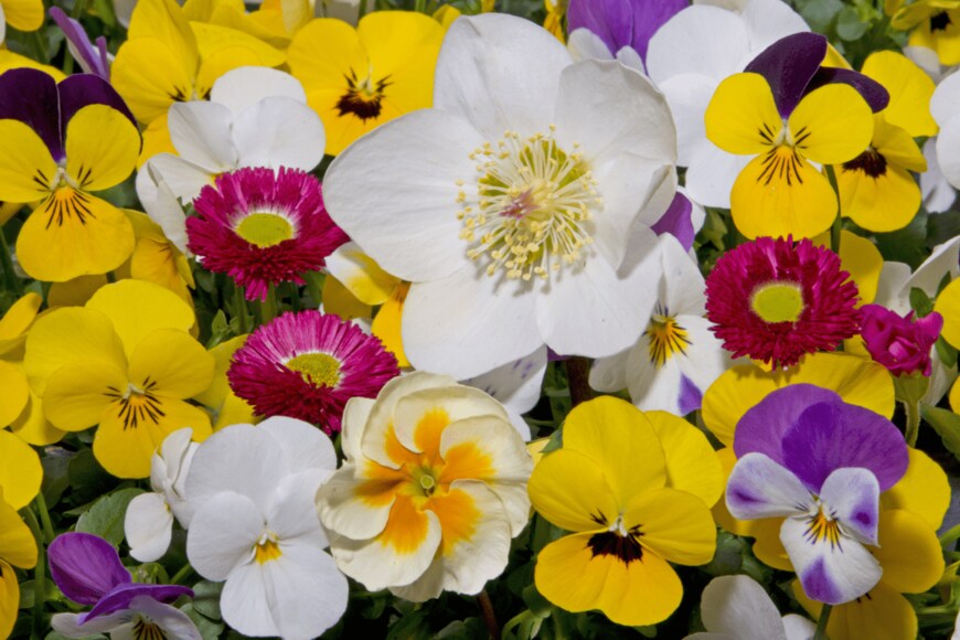 Anjo Kan/shutterstock.com