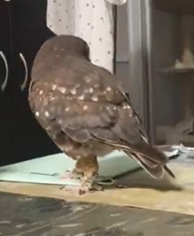 出所：@nuts3_kainushi