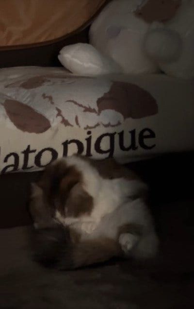 【中身は人間…？】暗い部屋に1匹でいた猫ちゃん、正体がバレてしまった瞬間（？）が話題に