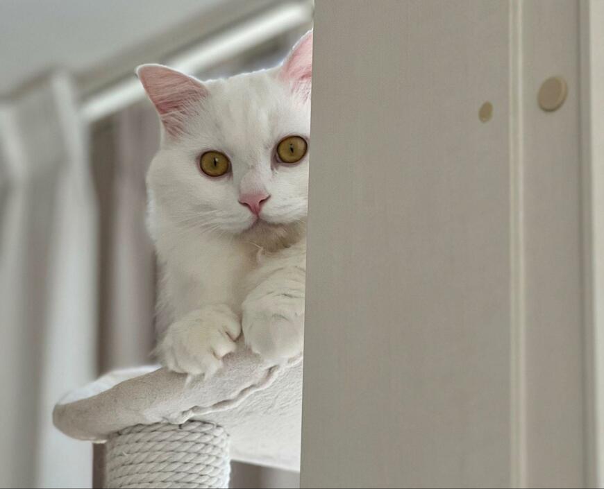 出所：@meltube_cat